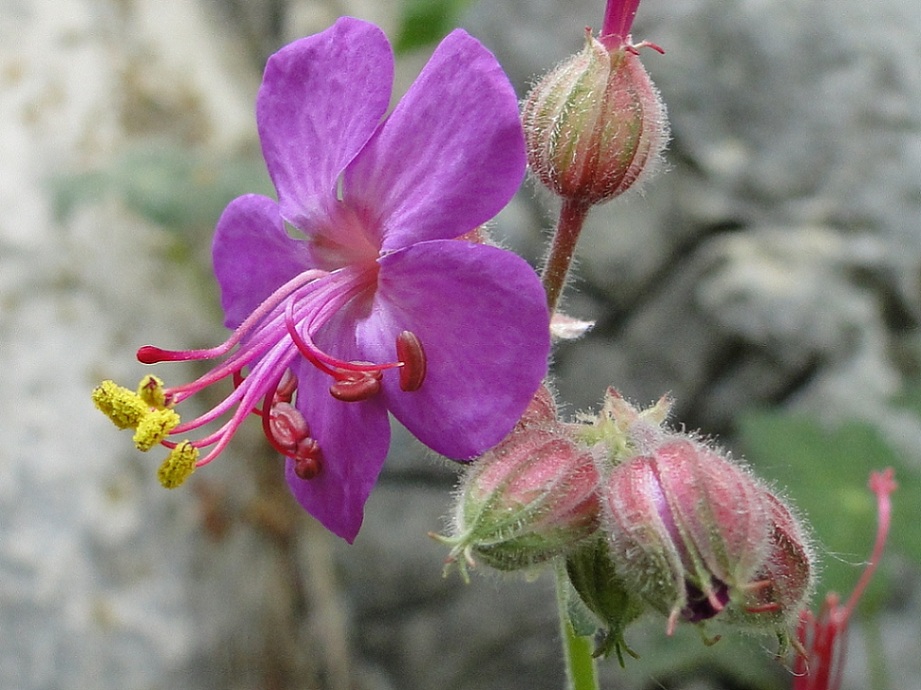 Geranium macrorrhizum